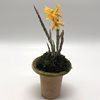 Dendrobium moniliforme F2 orange 